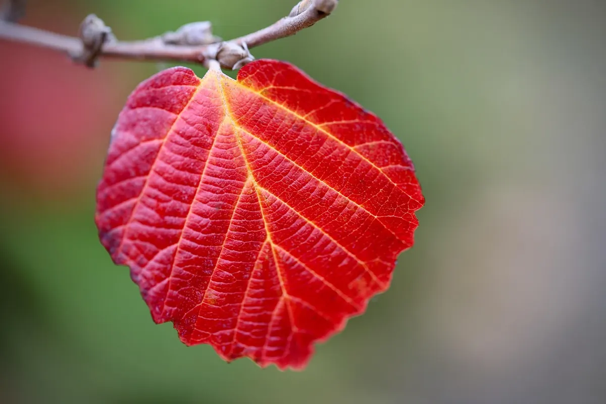 Autumn Writing Prompts: 30 Seasonal Ideas to Spark Your Creativity